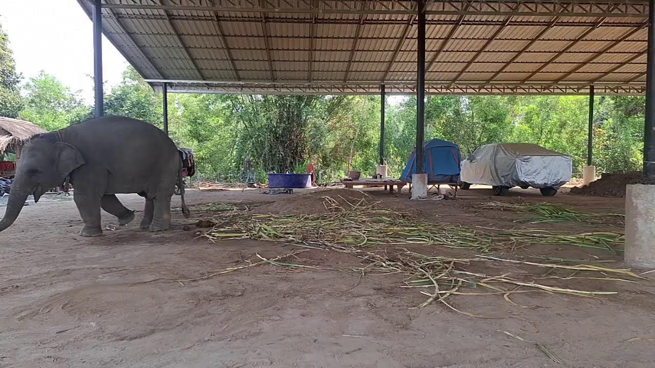 ฉลองวันเกิดแม่ใบเตย