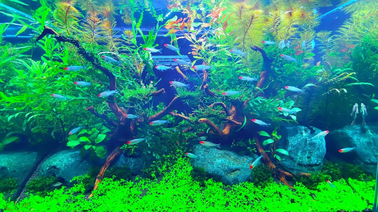 【ブランチウッド】かっこいい流木2本で60㎝水草水槽立ち上げてみた【apuarium】