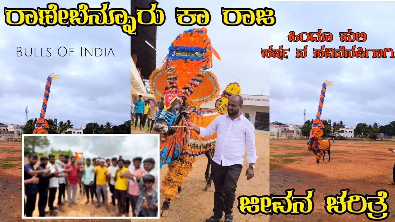 ರಾಣೇಬೆನ್ನೂರು ಕಾ ರಾಜ ಜೀವನ ಚರಿತ್ರೆ | RNR KA RAJA Bull Interview | ￼Famous High Speed Bull In KA |
