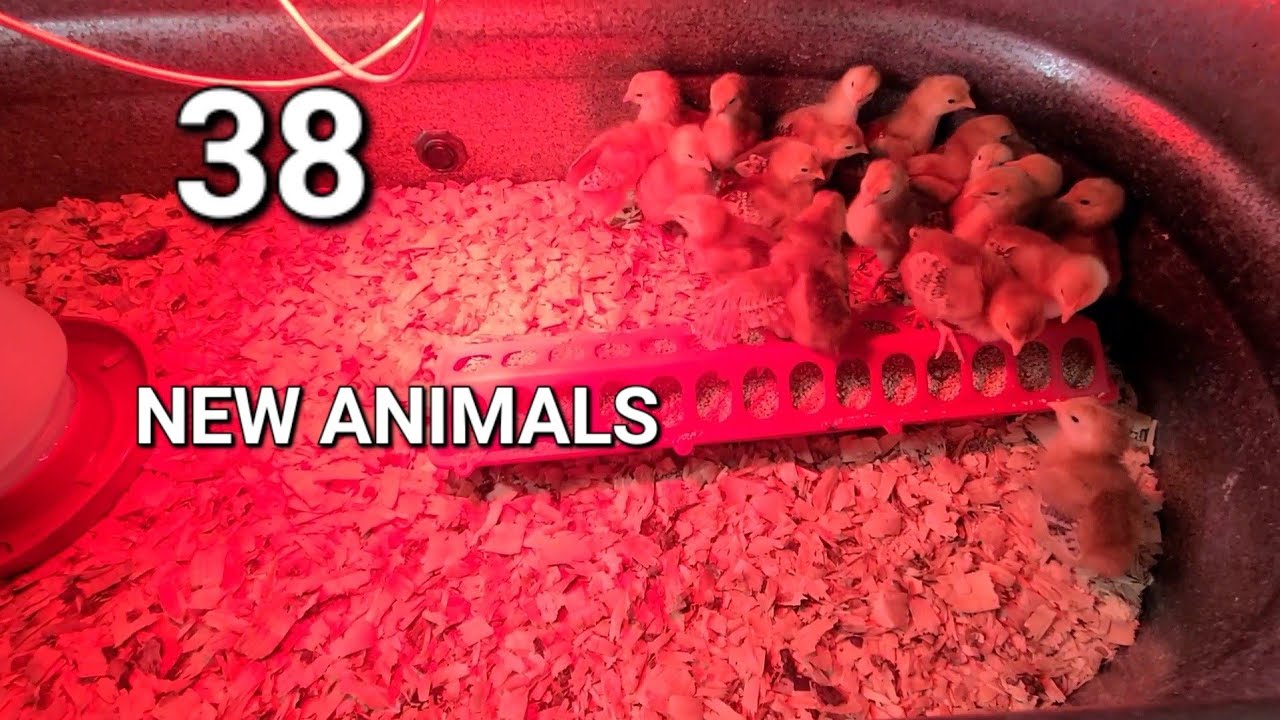 38 New Farm Animals! Garden Seedlings Update!