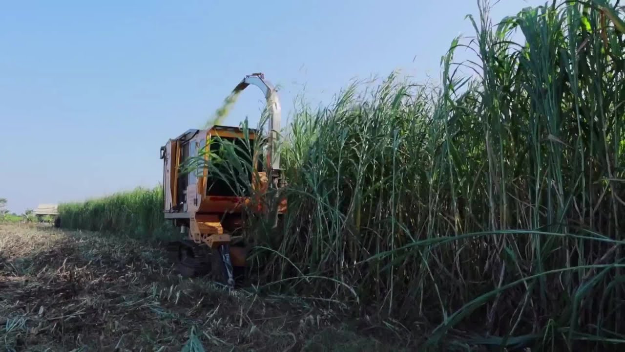 The Life Cycle of Napier Grass | Modern Agricultural Cultivation Harvest of King Grass for Silage