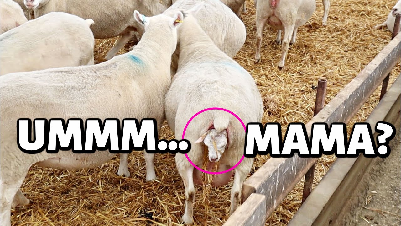 MAMA, WAIT!! (EWE've got something behind you😳) | that escalated quickly. | Vlog 452