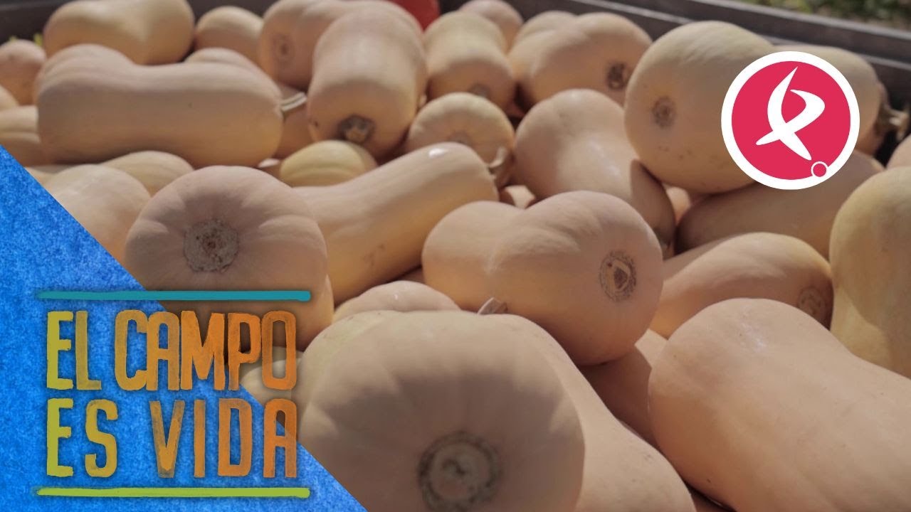 Guille dobla el cultivo de calabazas cachuete | El campo es