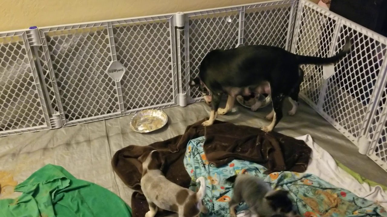 Weaning puppies