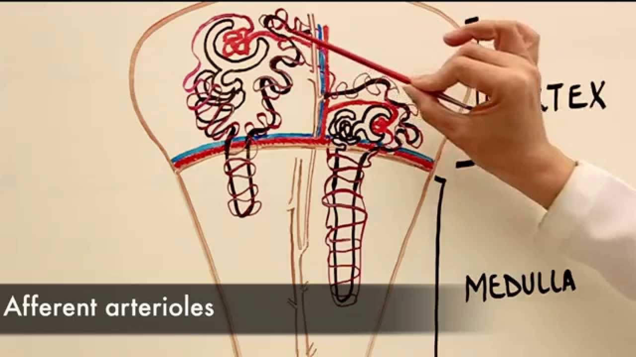 The Microvasculature of the Nephron