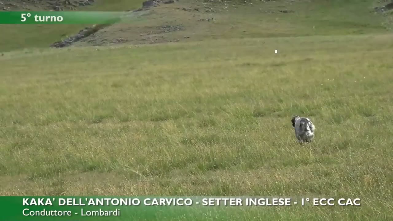 Kaka dell antonio carvico