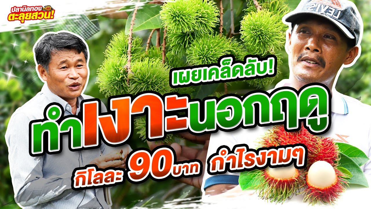 ตะลุยสวน EP.40 ตอน เผยเคล็ดลับ ทำเงาะนอกฤดู กิโลกรัมละ 90 บาท กำไรงามๆ
