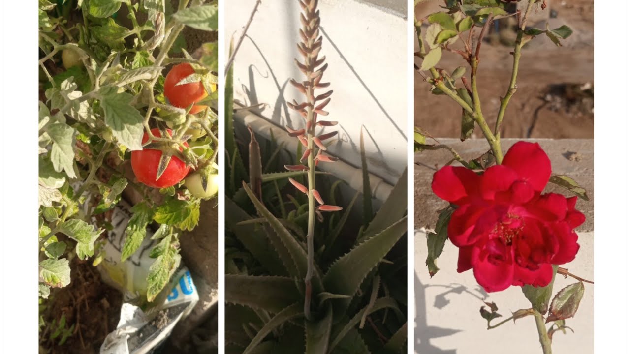 flowers & Garden view is live!