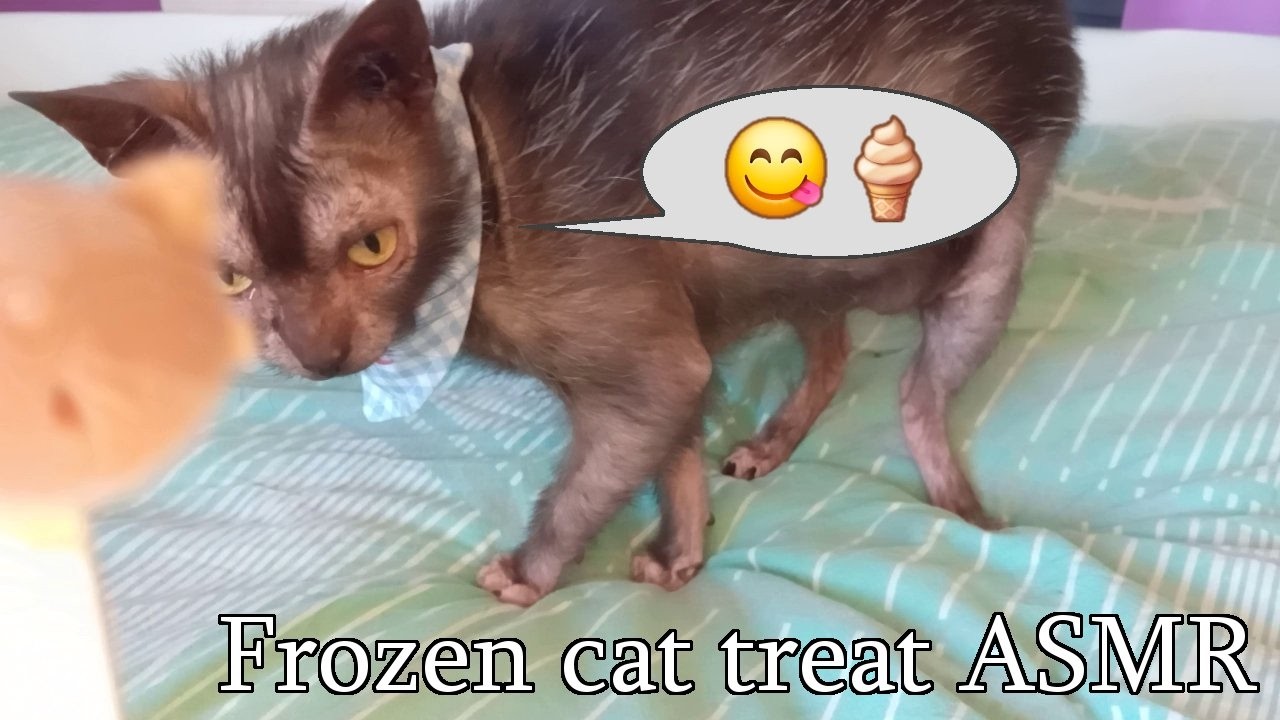 ASMR Lykoi cat licking frozen treat - No talking