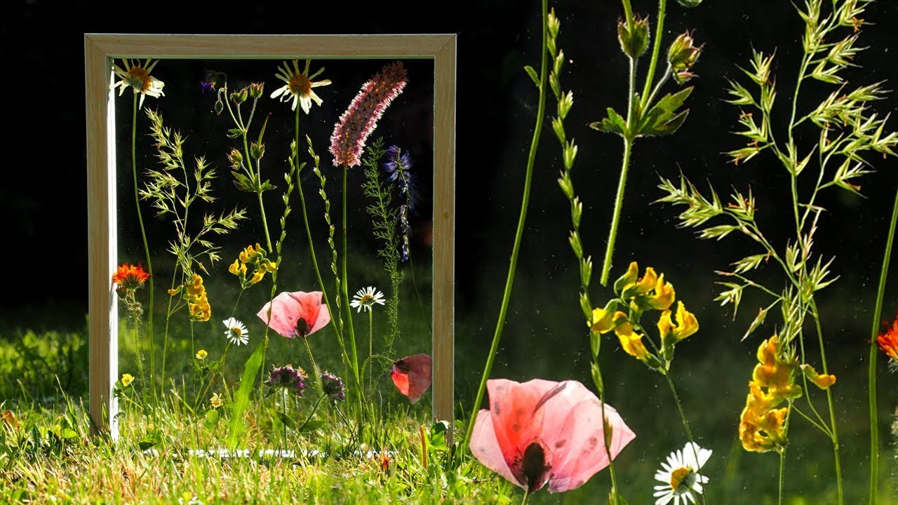 Blumenbild aus gepressten Blümchen