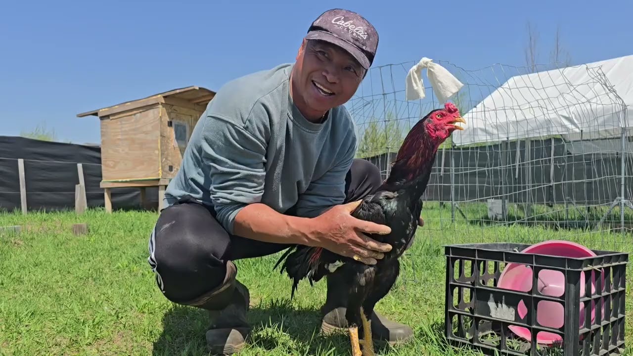 Update my hmong chickens show  qaib yaj  9  txig