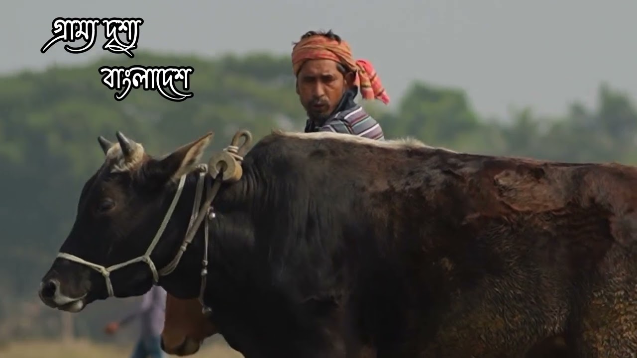 🚜 গ্রামবাংলার চিরচেনা রূপ—গরুর গাড়ির পথে জীবন