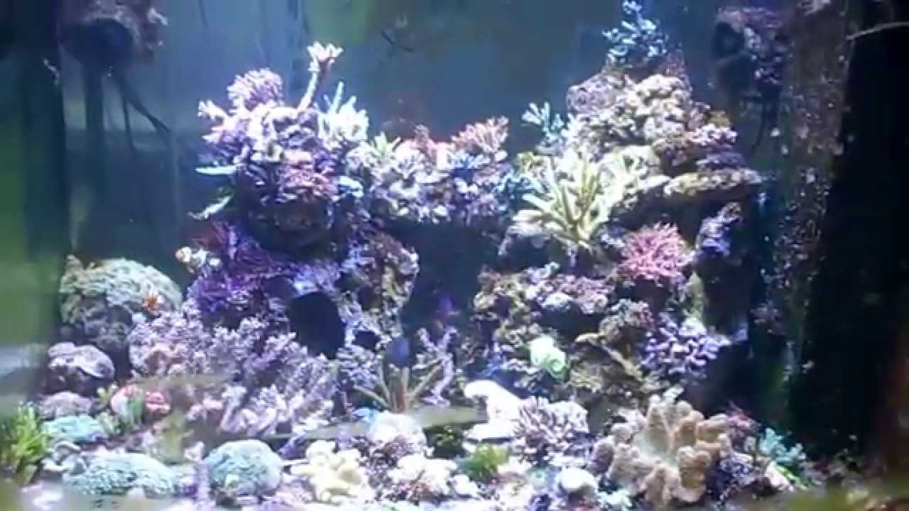 Gavita pro 300 lep Plasma