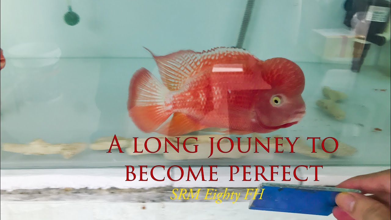 A Journey Of My Super Red Monkey Flower Horn