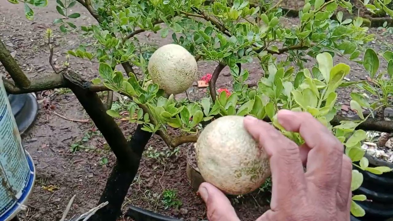 Buah langka di buka nya pakai palu