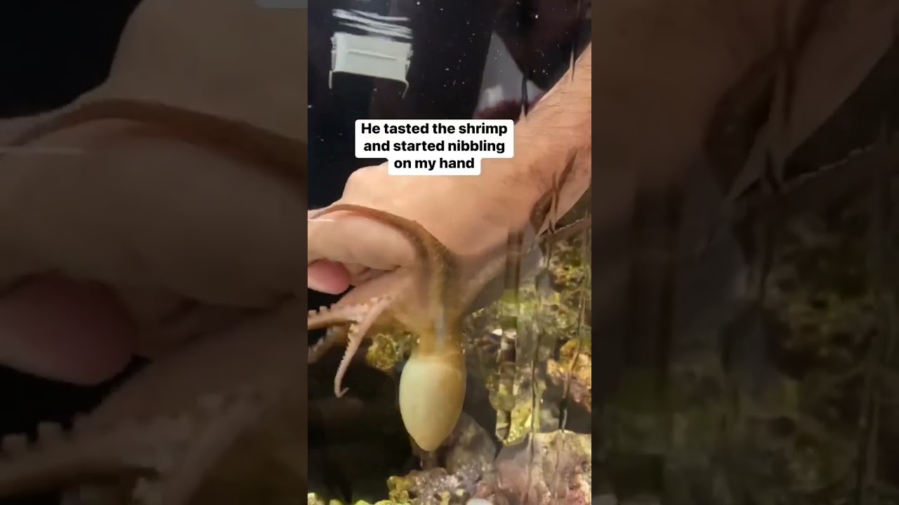 Octopus Bites My Hand