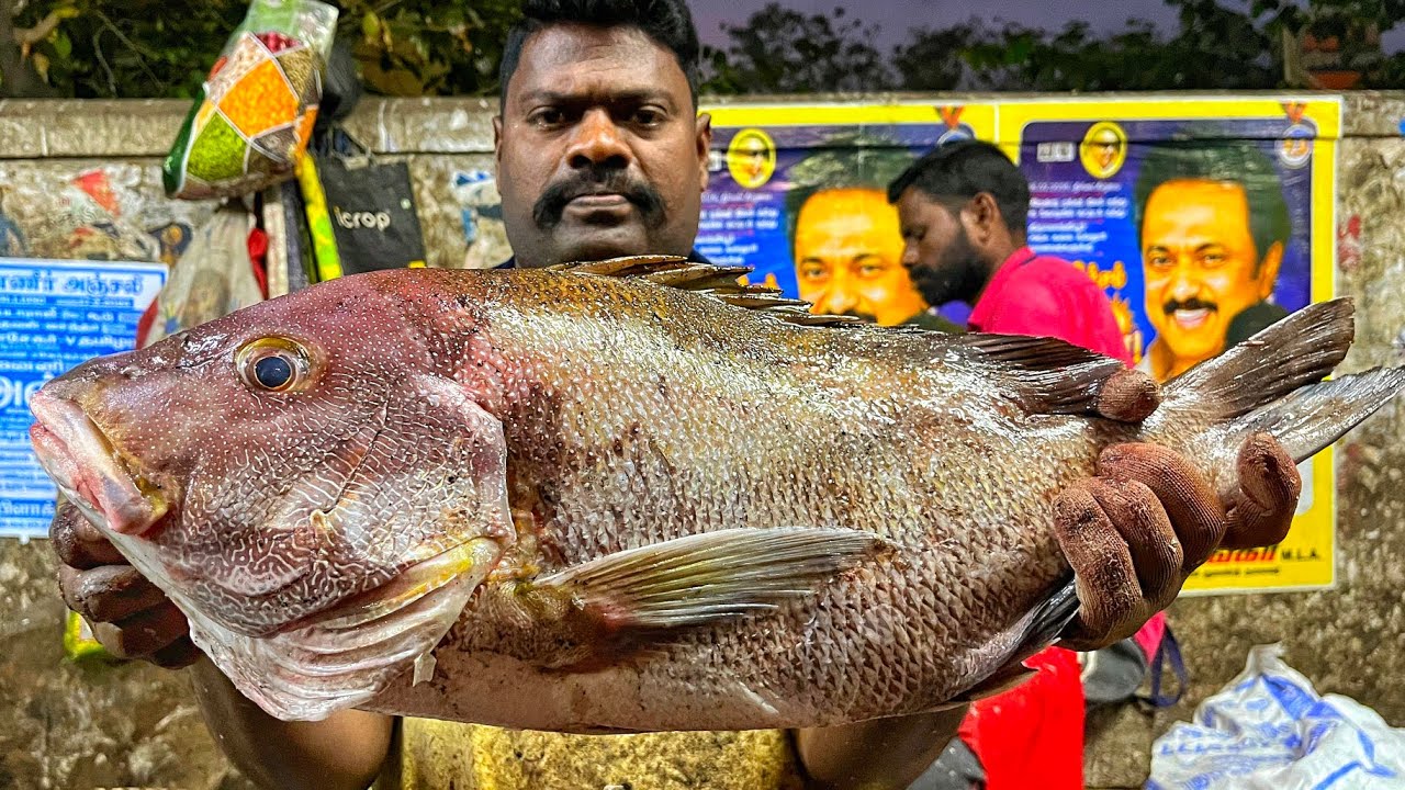 KASIMEDU 🔥 SPEED SELVAM | HUGE BIG KORALI FISH CUTTING VIDEO | 4K VIDEO | KM FISH CUTTING