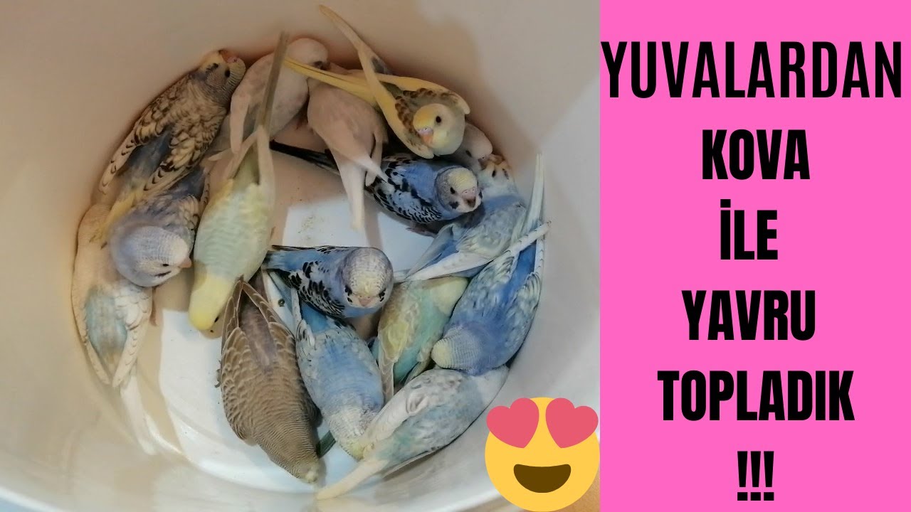 YEME DÜŞEN YAVRULARI TOPLADIK RENGARENK MUHABBET KUŞU YAVRULARI