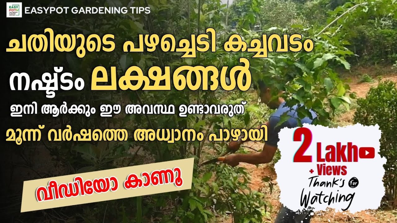 ചതിയുടെ പഴ ചെടി വിലപ്പന. നഷ്ടമായത് ലക്ഷങ്ങൾ ഇനി ആർക്കും ഈ ഗതി സംഭവി കാതിരിക്കട്ടെ