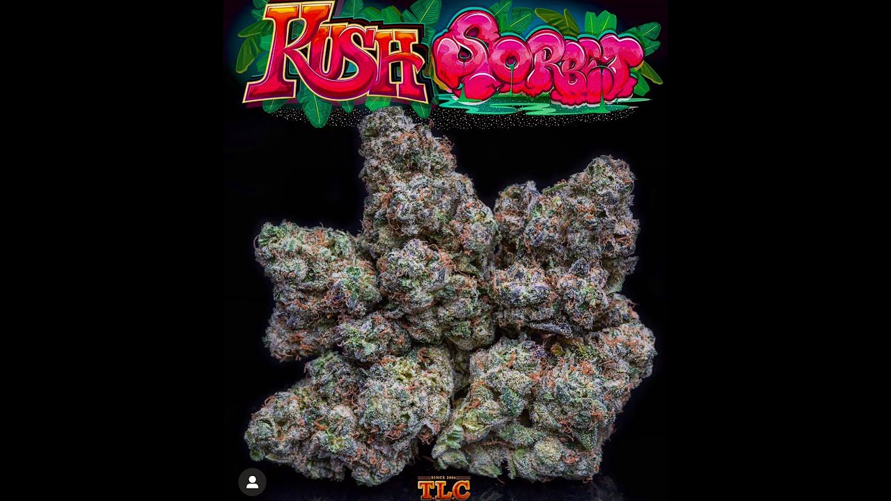 Jungle Boys KUSH SORBET🍧 strain review(21%THC)