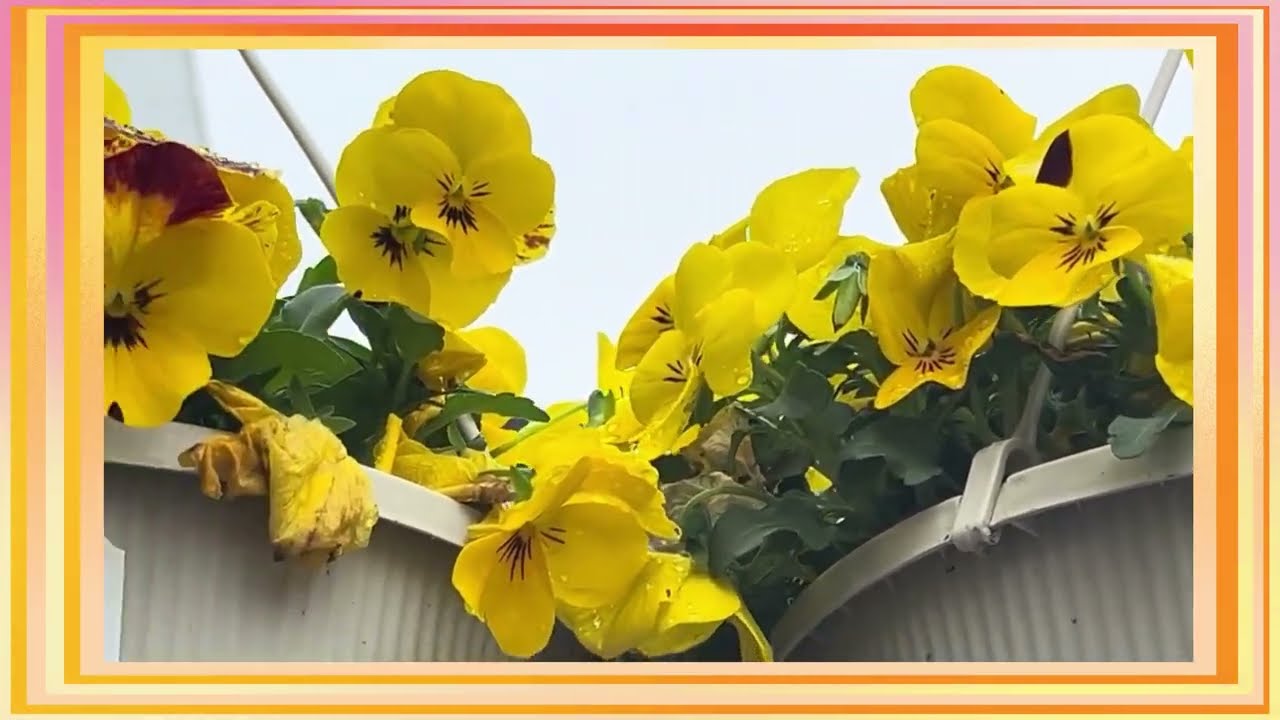 Pansy Soft Beauty in Bloom