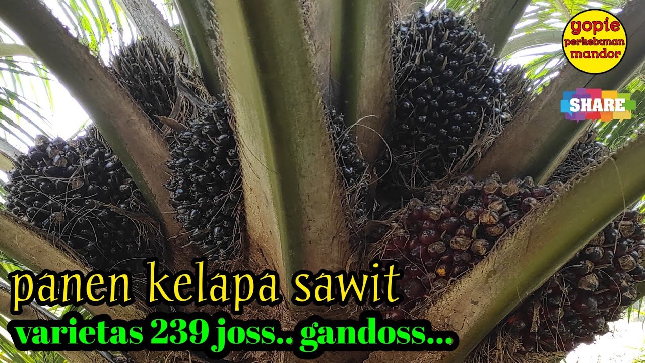panen kelapa sawit unggul ppks 239 buahnya joos
