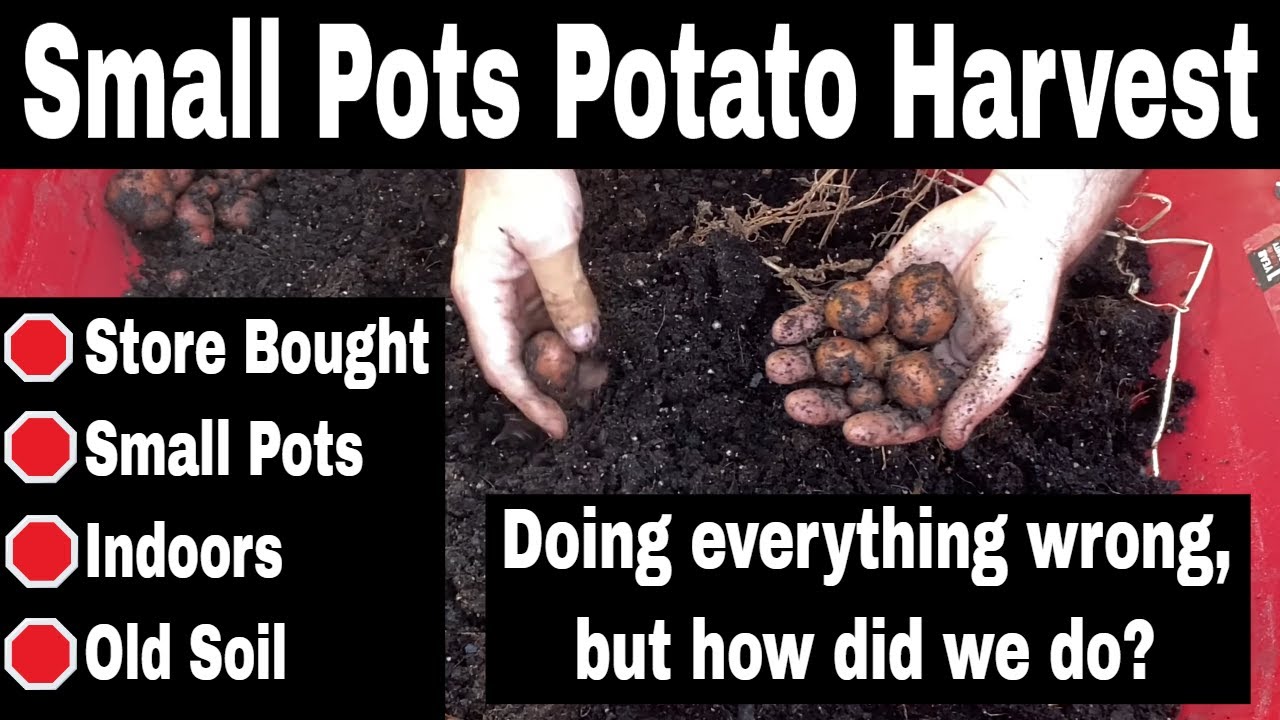 Old Store Bought Potatoes Grown In Small Pots - Potato Harvest