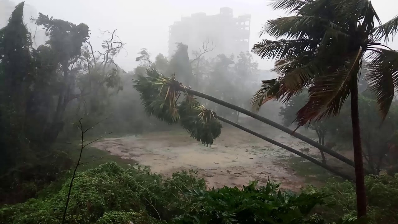 Power of Storm/Hurricane - Twin Palm tree uprooted