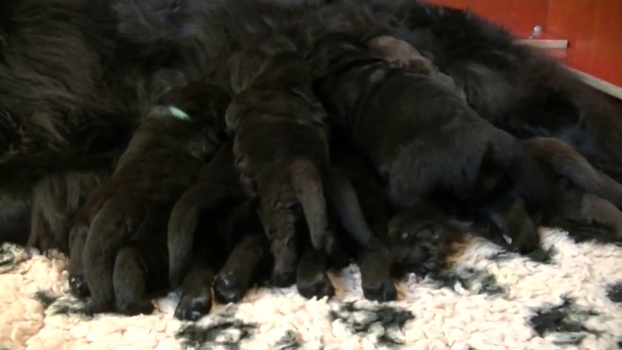 Newfoundlanderpups U week 1 3