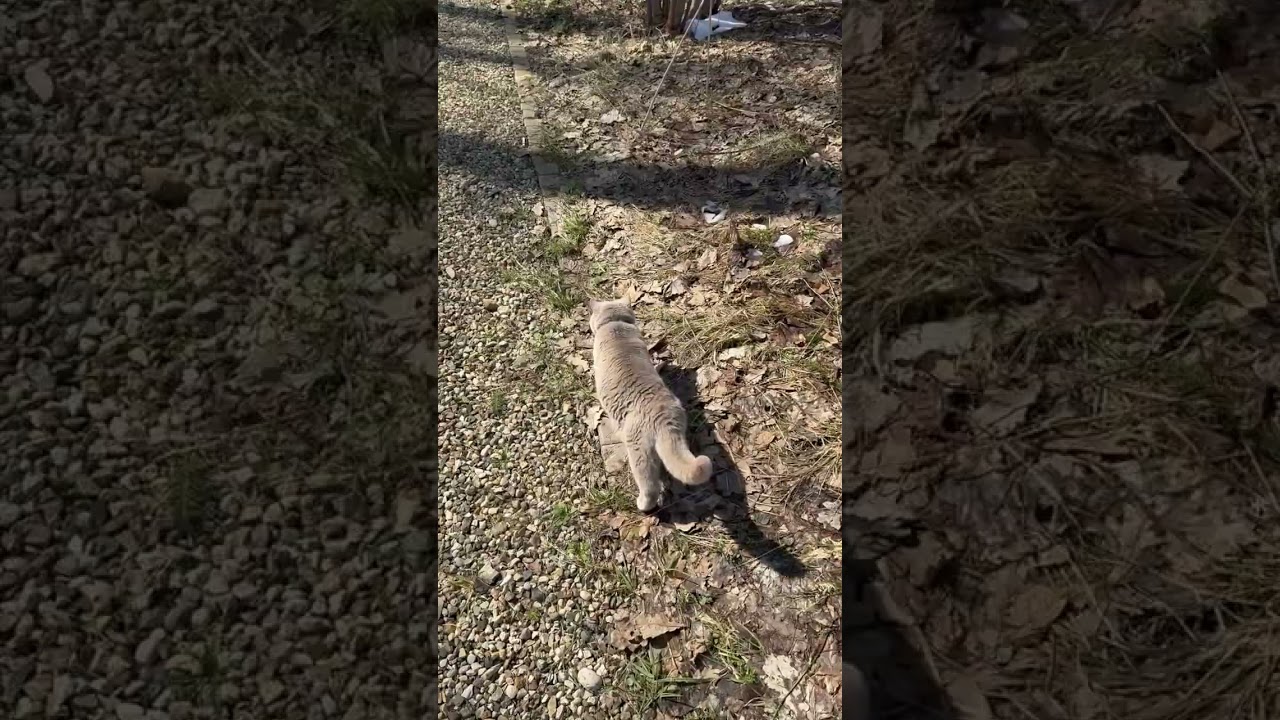 Когда уже растает этот белый? Как бы спрашивает Бастилия #котэ #cats