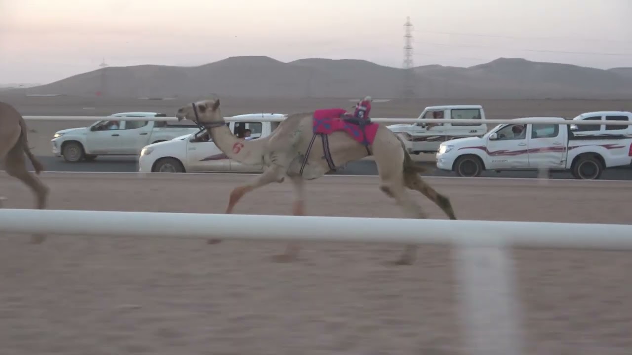١- شعيله لـ سلطان مطير العطوي