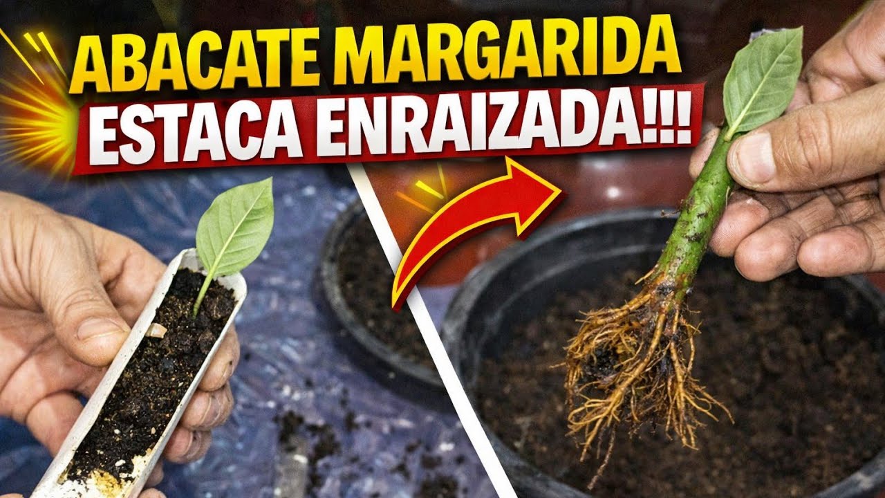 ABACATE MARGARIDA ESTACA ENRAIZADA!!!