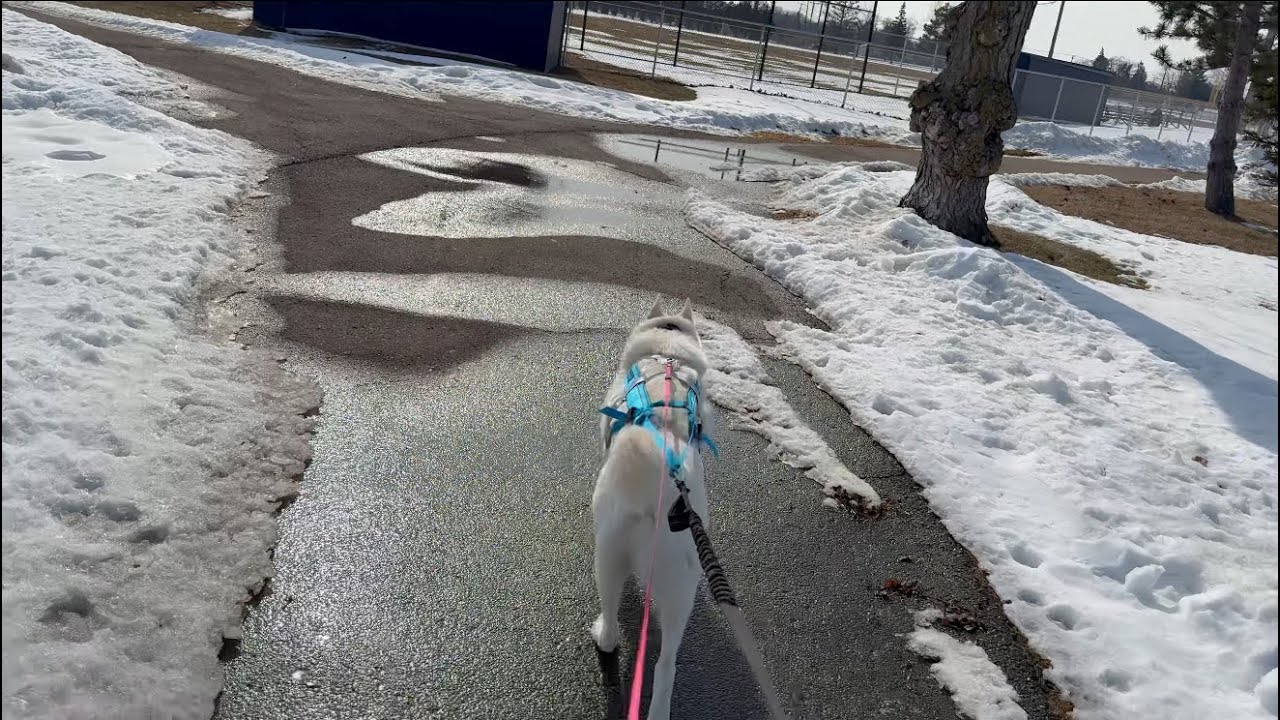Rhythmic Ride 🎶 Frozen Frenzy On Wheels! 