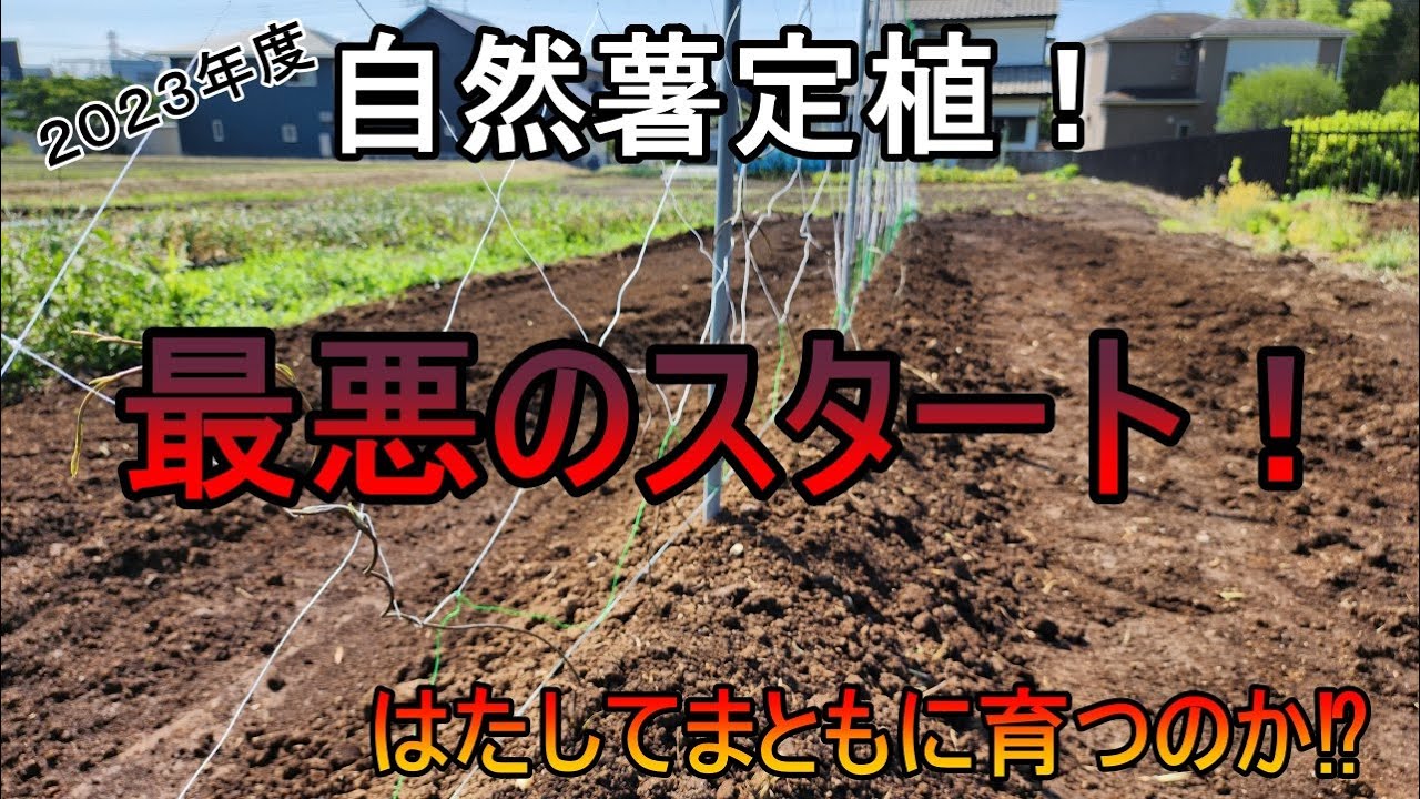農業って難しい！【自然薯】最悪のスタートになりました（泣）