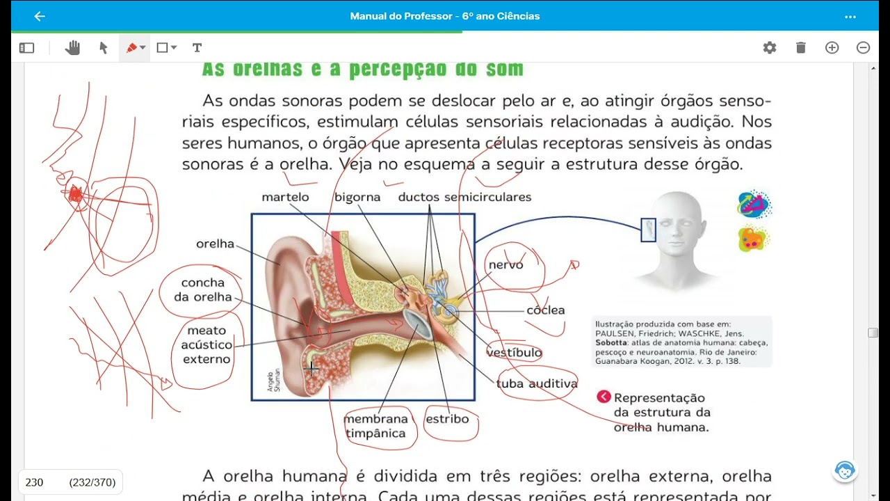 Os sentidos, ser humano, saúde humana, ciências
