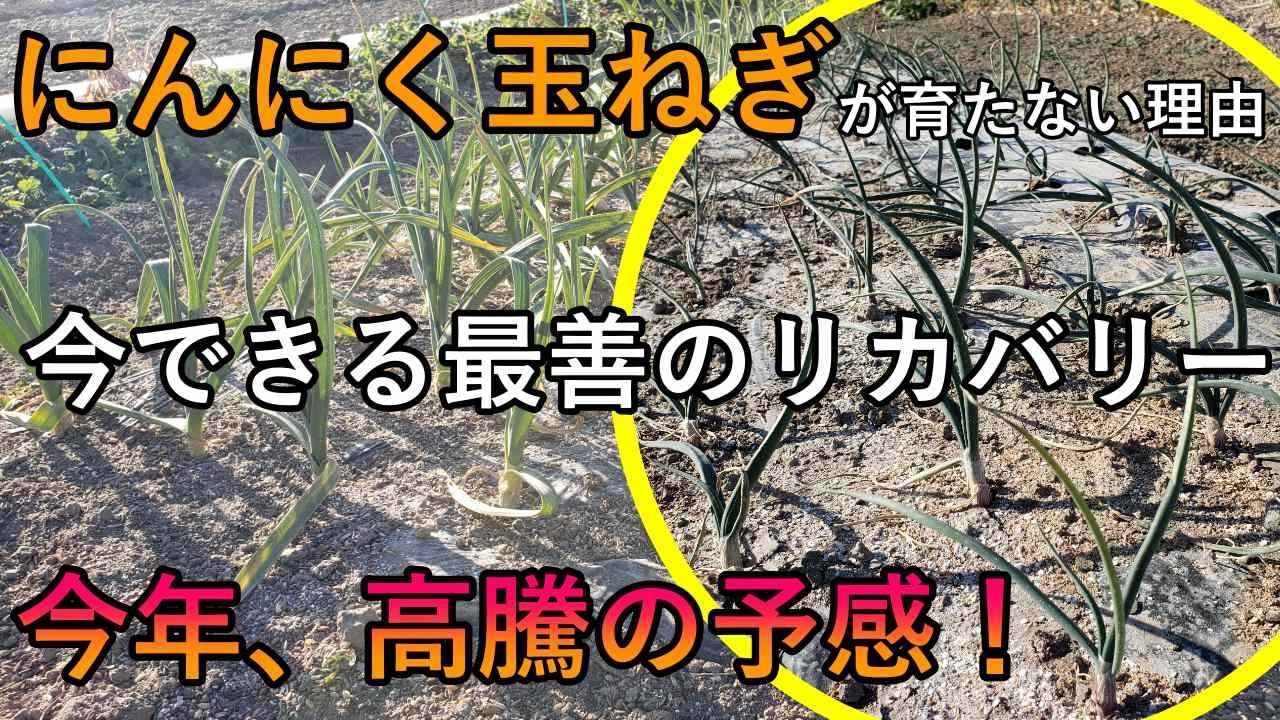 【緊急動画】今年の玉ねぎやにんにくが育たない理由と、全国で起きている“今年の異変”と対処法