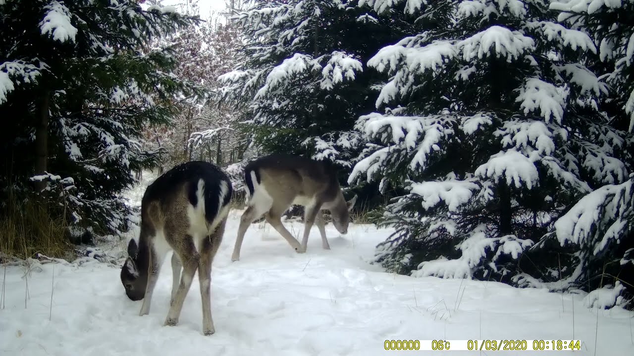 FOTOPAST MORAVA 15, 2/2026 #nature #myslivost#JAGD#woods#POLOWANIE#HUNTING#krásná příroda#CHASSE