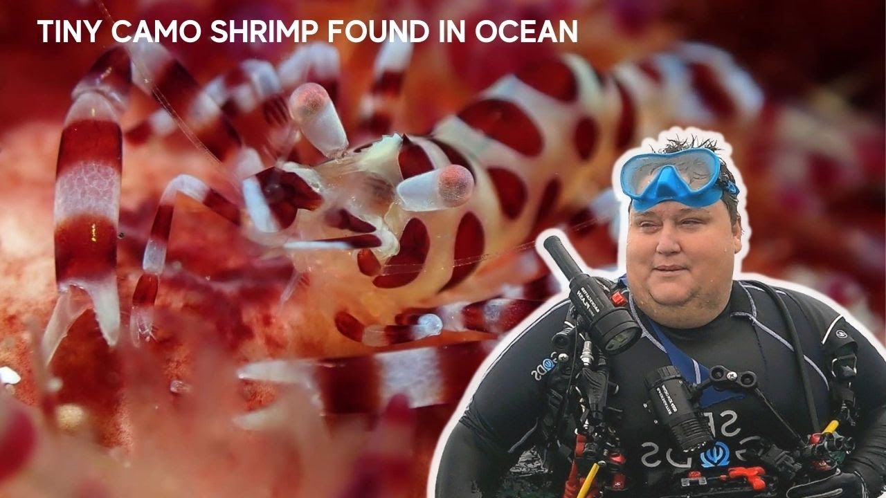 Puerto Galera Dive Sites | FANTASEA REEF