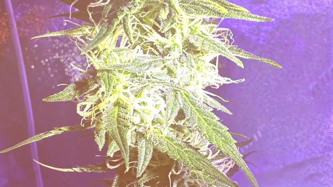 Purple kush Auto  from seed