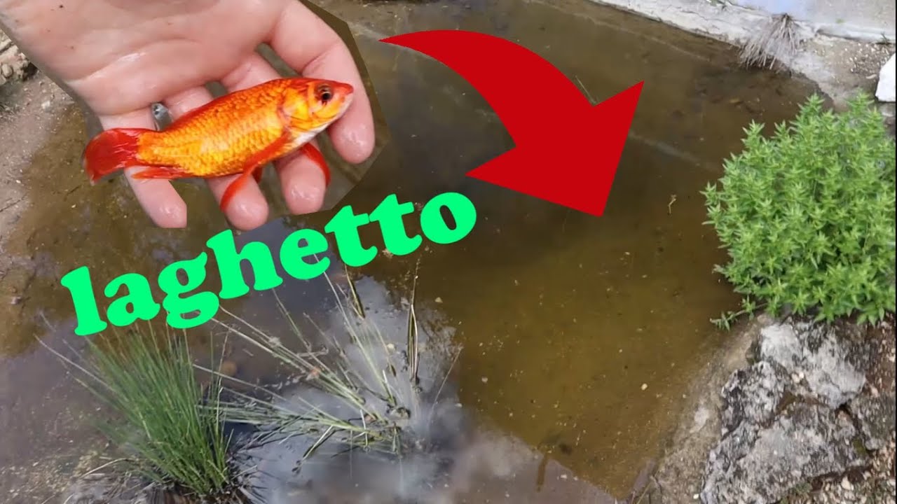 nuovo LAGHETTO per i miei PESCI ROSSI !!!