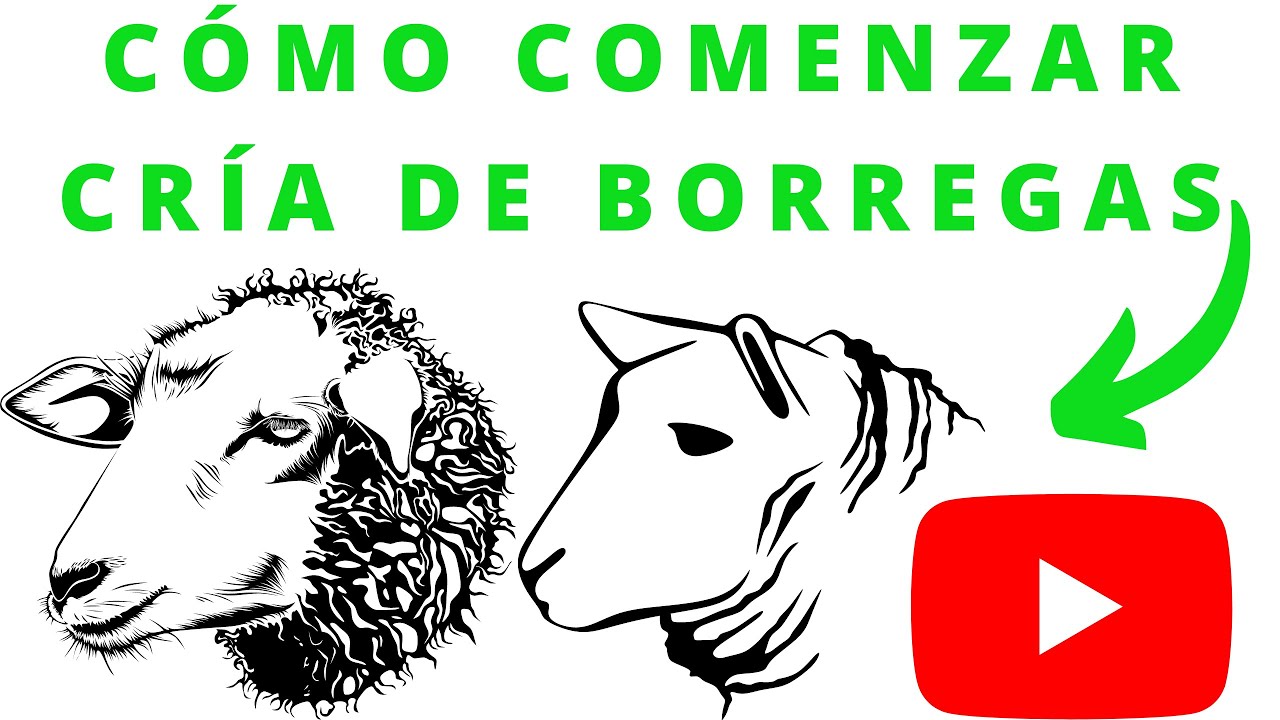 COMO  COMENSAR CRIA DE BORREGAS