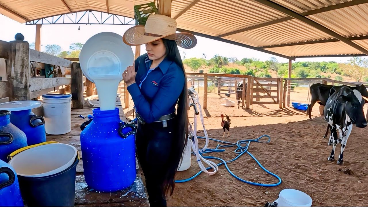 Tirando leite das vacas🤠