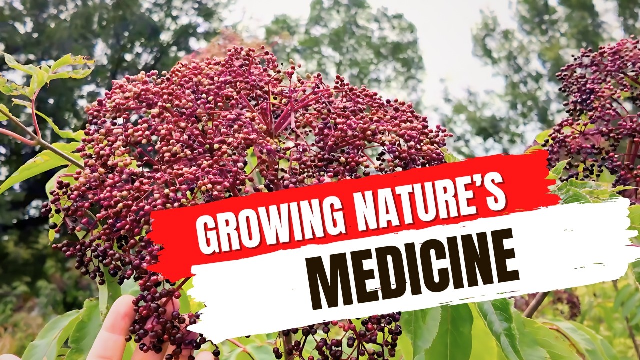 A Simple Elderberry Farm... Anyone Could Do It