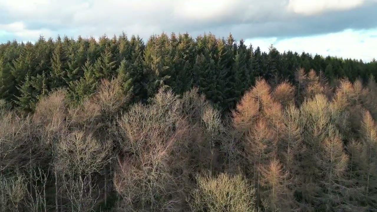 Garvagh forest