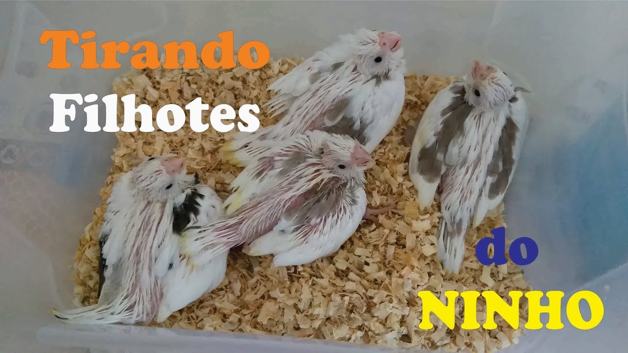 Tirando Filhotes do Ninho