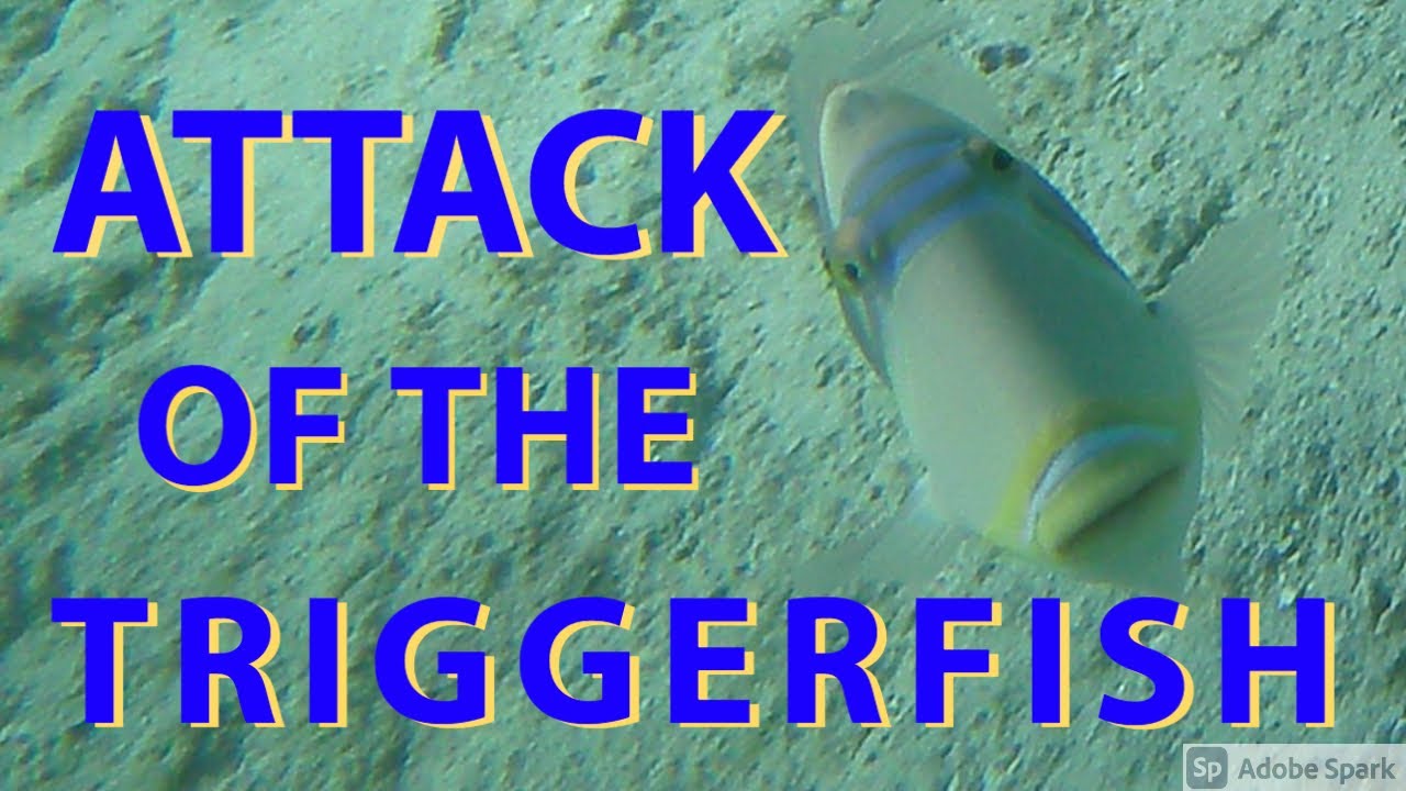 Triggerfish Attack!!!