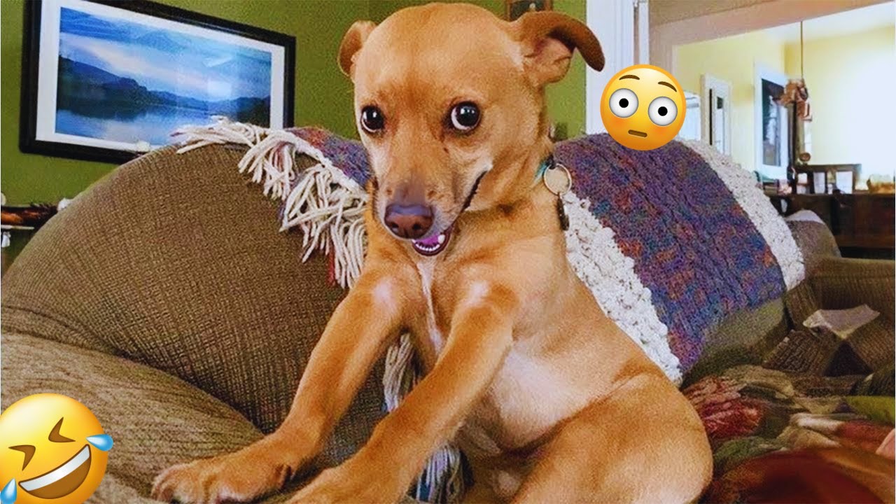 Funny DOGS are here to MAKE YOU LAUGH! 🐶 New Funny Animals 2024&2025 #8