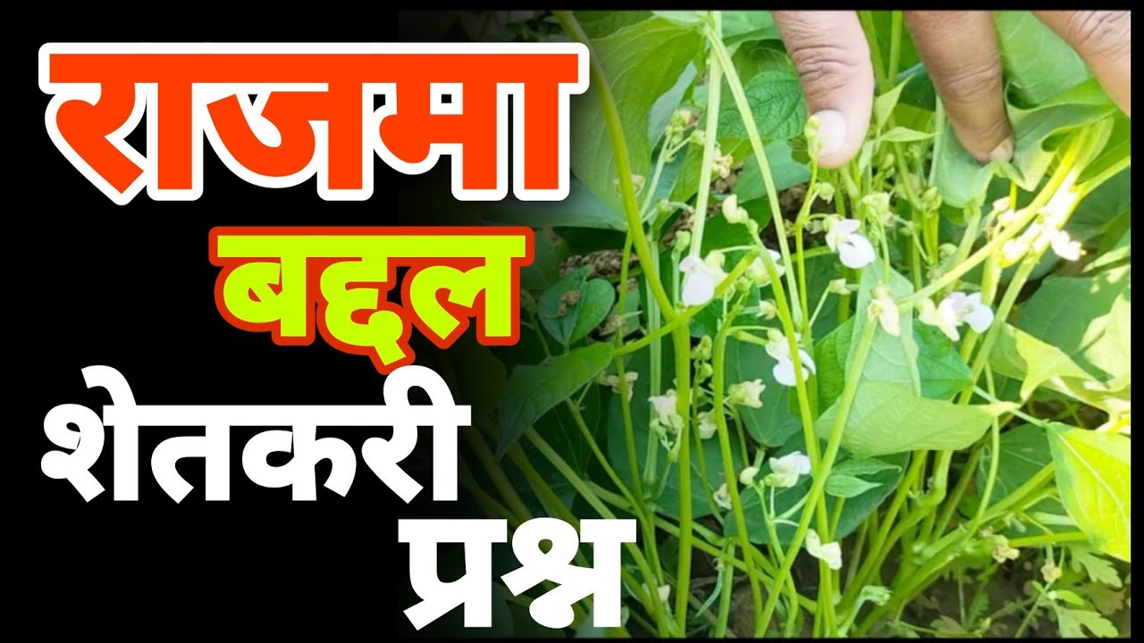 राजमा पिकाची माहिती | पाणी किती द्यावे | कधी पेरावा | #rajma #गावकरी आपला शेतकरी मित्र