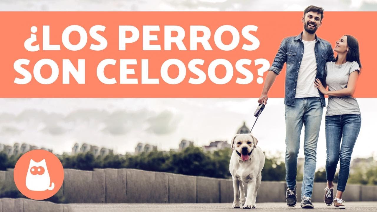 ¿Los perros sienten celos? - Todo sobre los celos en los perros