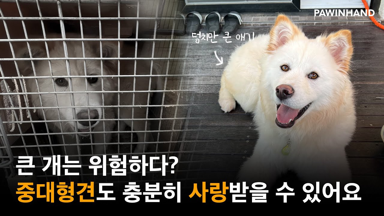 '그렇게 큰 개를 집 안에서 키운다고요 ?'..중대형견의 편견을 지워주는 달이💛ㅣ유기동물입양ㅣ유기견 입양후기ㅣ유기견 입양 후 변화